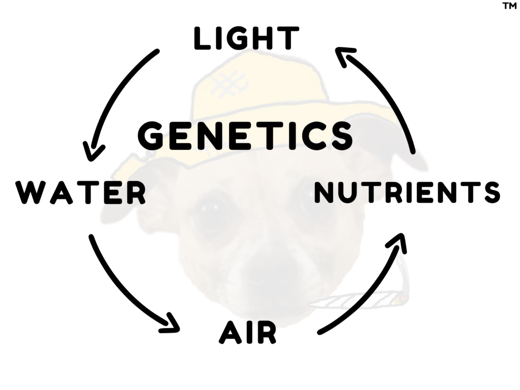 elements of a successful grow; hydroponics; indoor garden