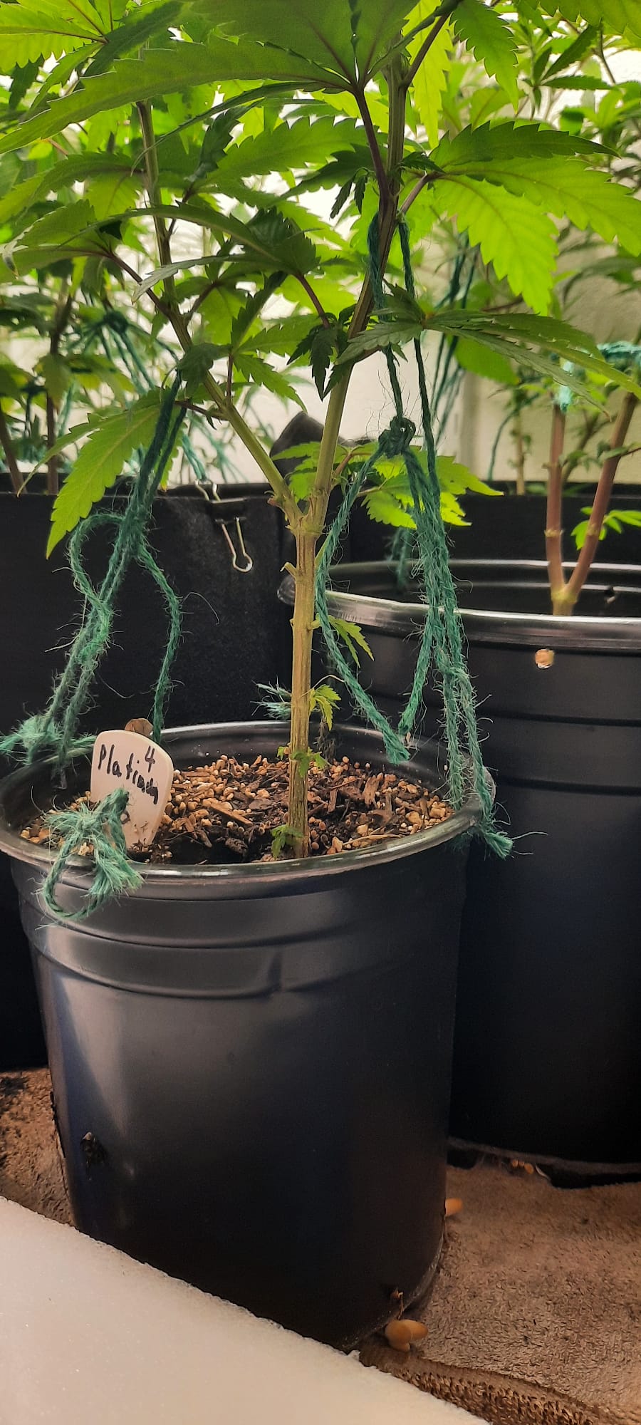 Cannabis plant undergoing low stress training with a green string to manipulate the shape of the plant as it grows.  home grown marijuana, home grown cannabis, grow cannabis at home