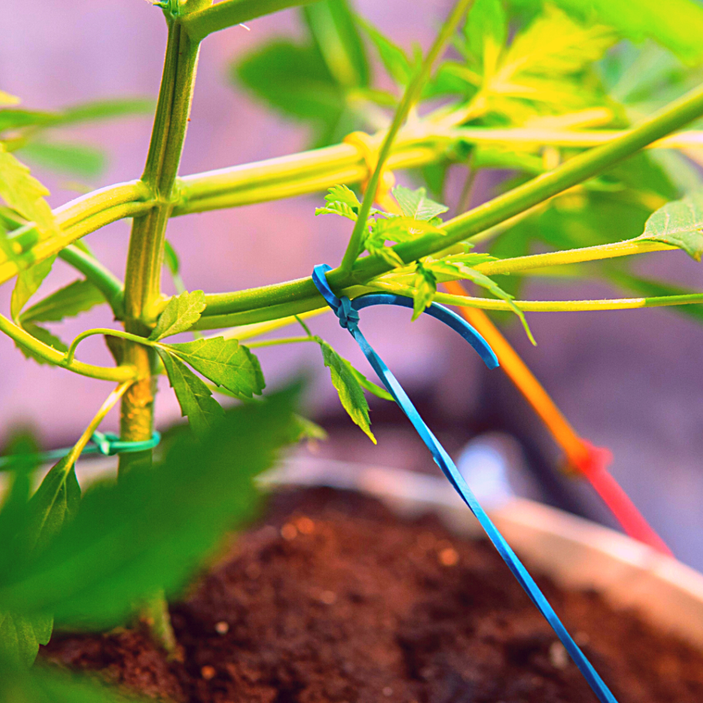 Cannabis plant undergoing low stress training using a rubber band to tie the branch, so it grows laterally instead of vertically. Home grown cannabis, grow marijuana at home, marijuana, cannabis, 