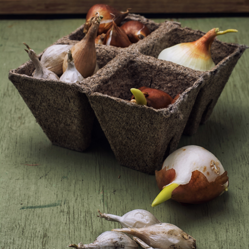  Planting bulbs is One thing you can do outside before winter hits. 