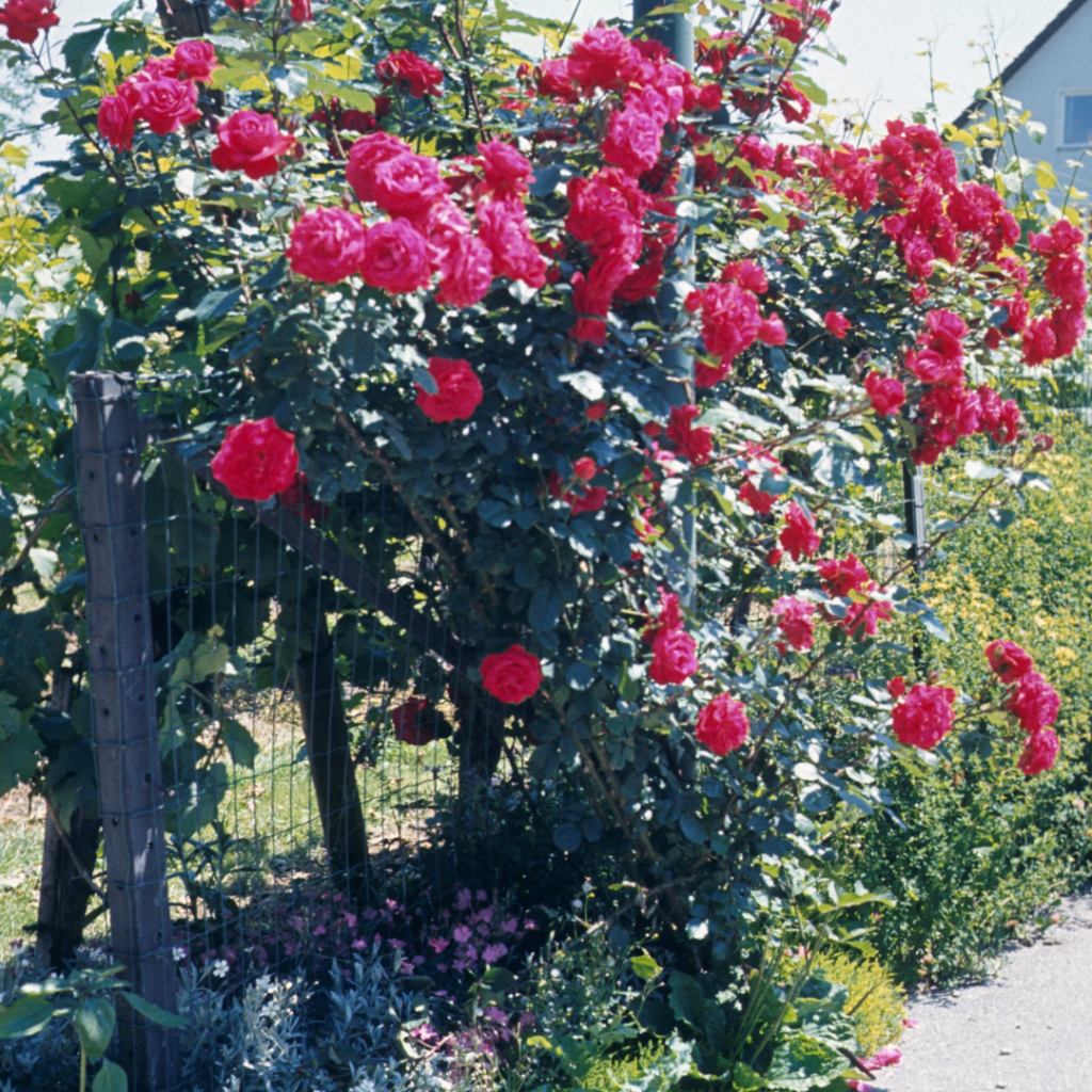 planting rose bushes is one thing you can do outside before winter hits. 