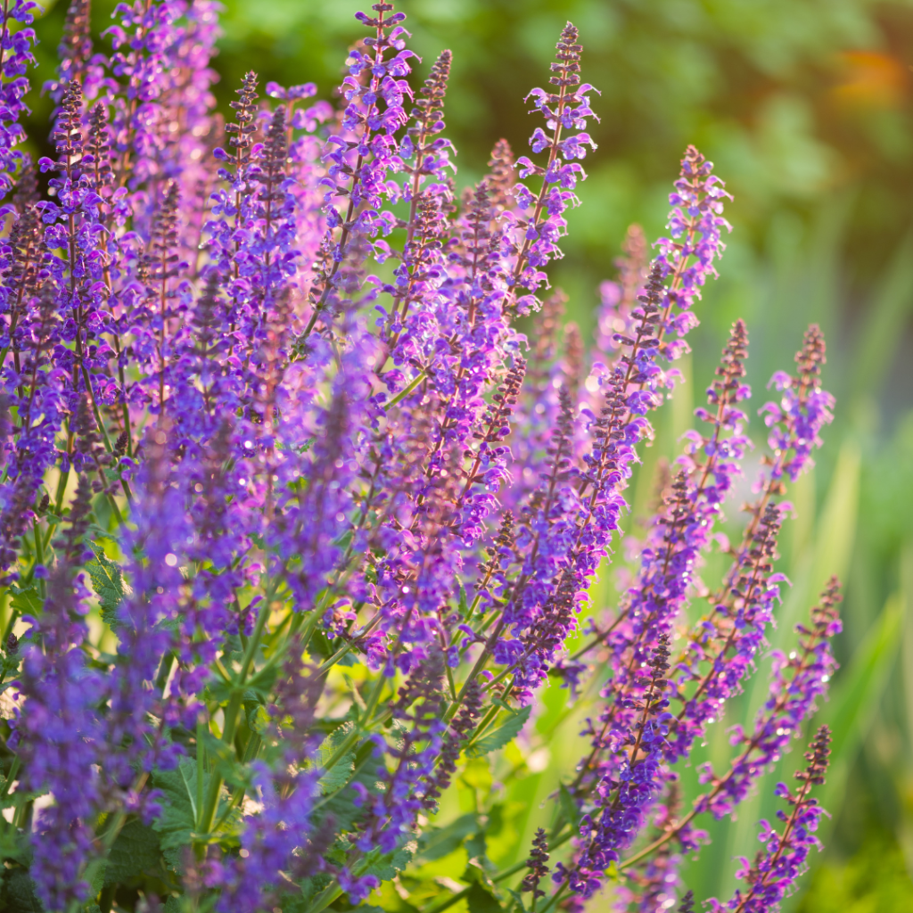 buying perennials is one thing you can do outside before winter hits. 